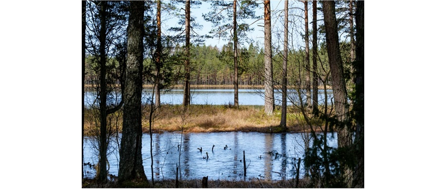 Преобразование леса