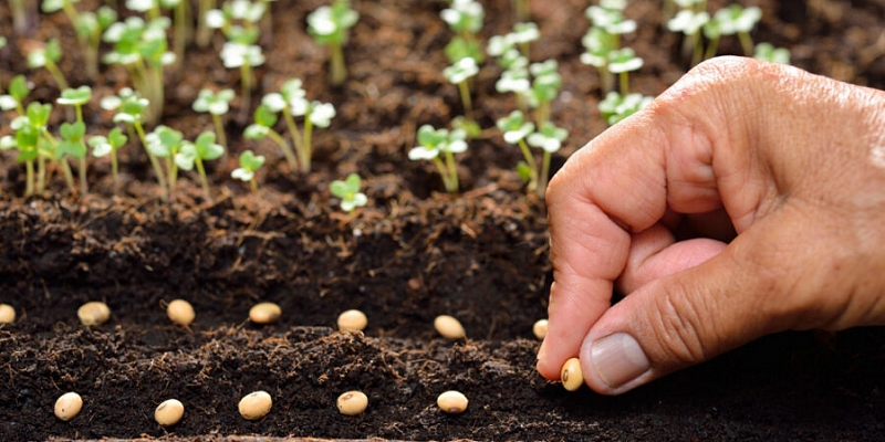 Seeds and plants for growing a garden