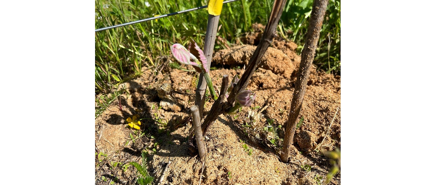 
grape plant growing