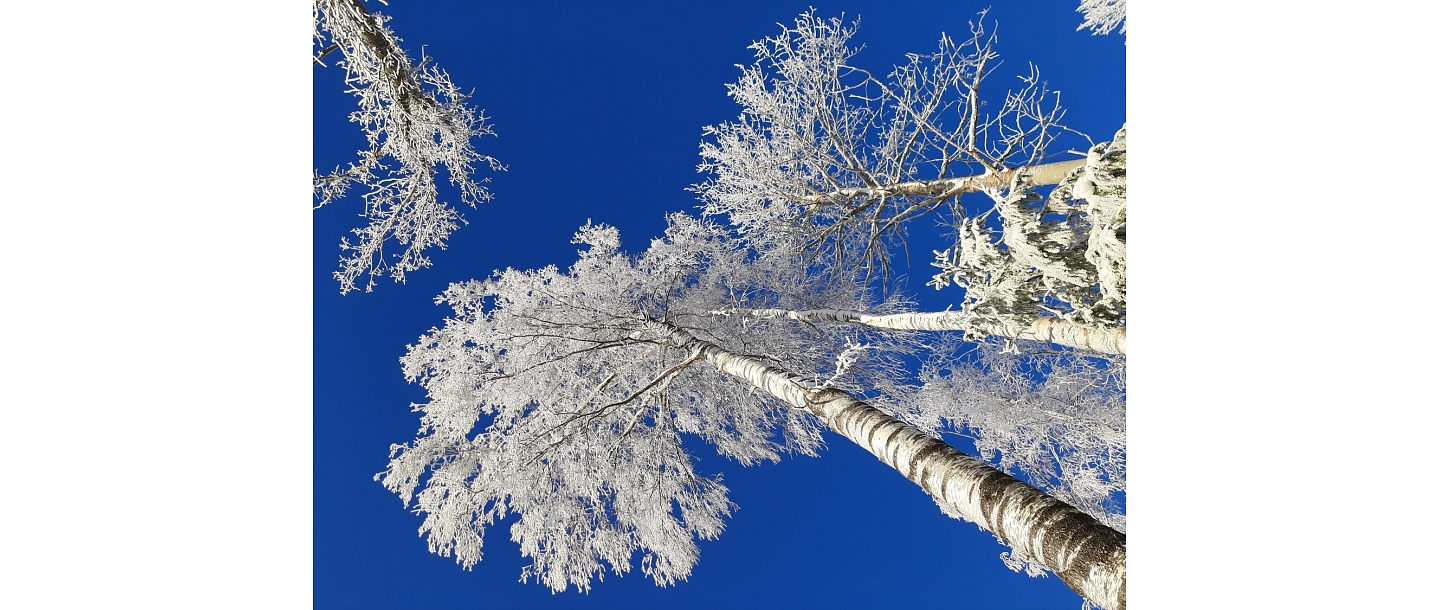 Восстановление леса