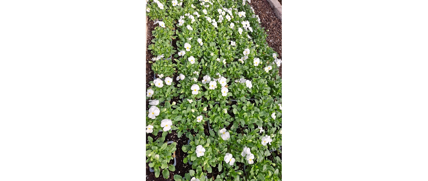 саженцы летних цветов