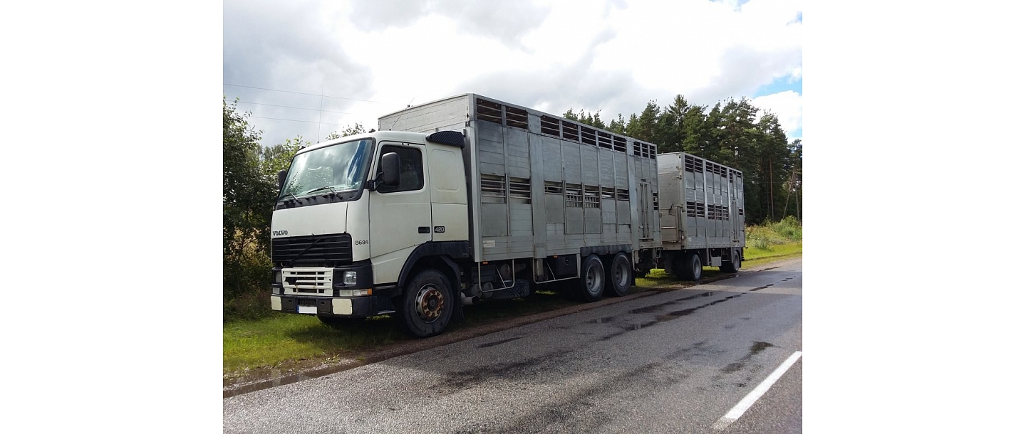 Экспорт крупного рогатого скота, транспорт