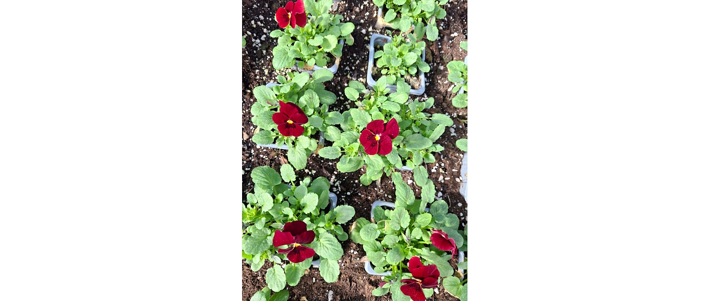 vasaras puķu stādi