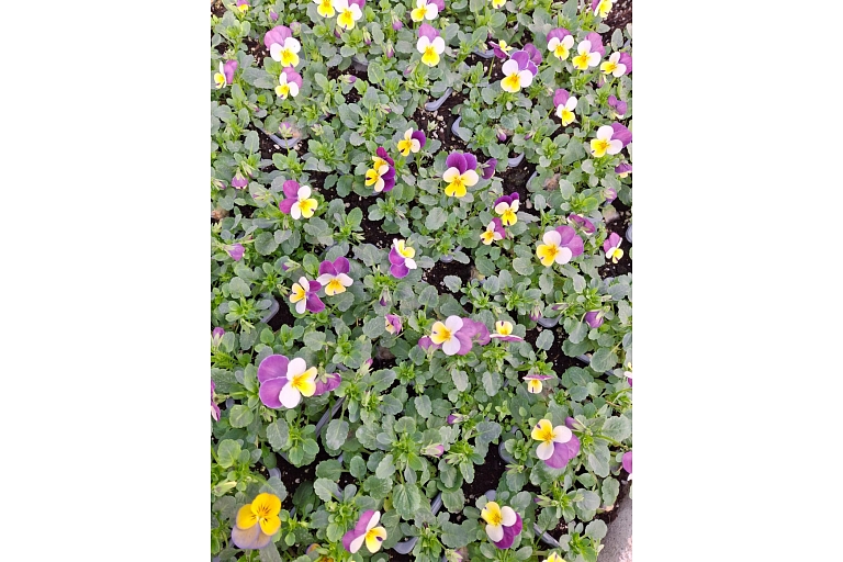 vasaras puķu stādi