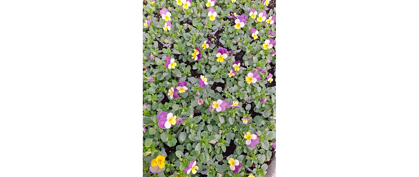 summer flower plants