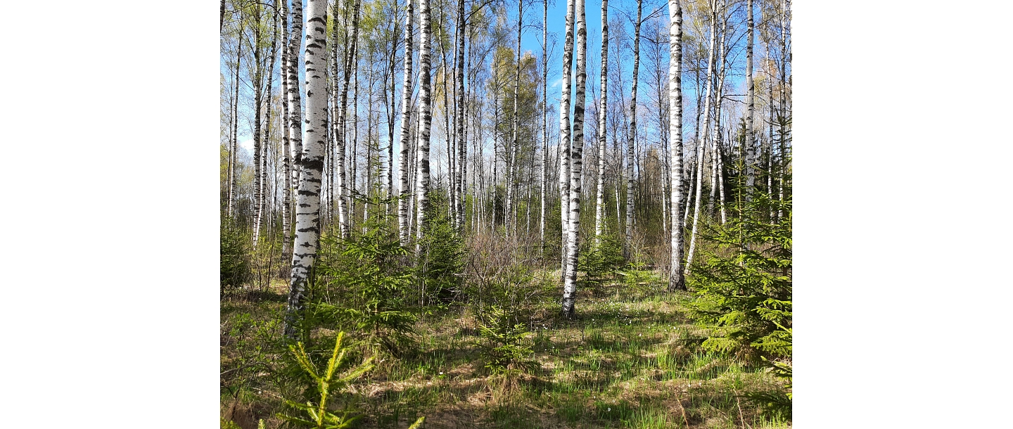 Forestry services, Raivo Bobrov 