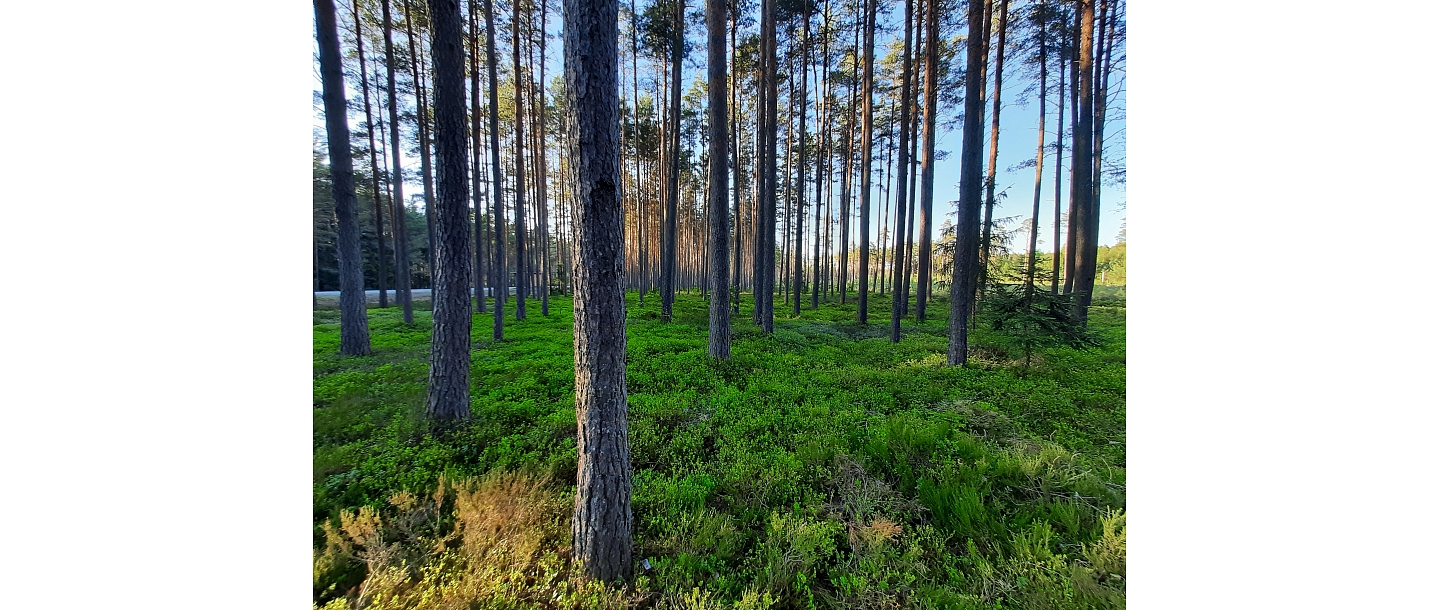 Mežsaimniecības pakalpojumi, Raivo Bobrovs 