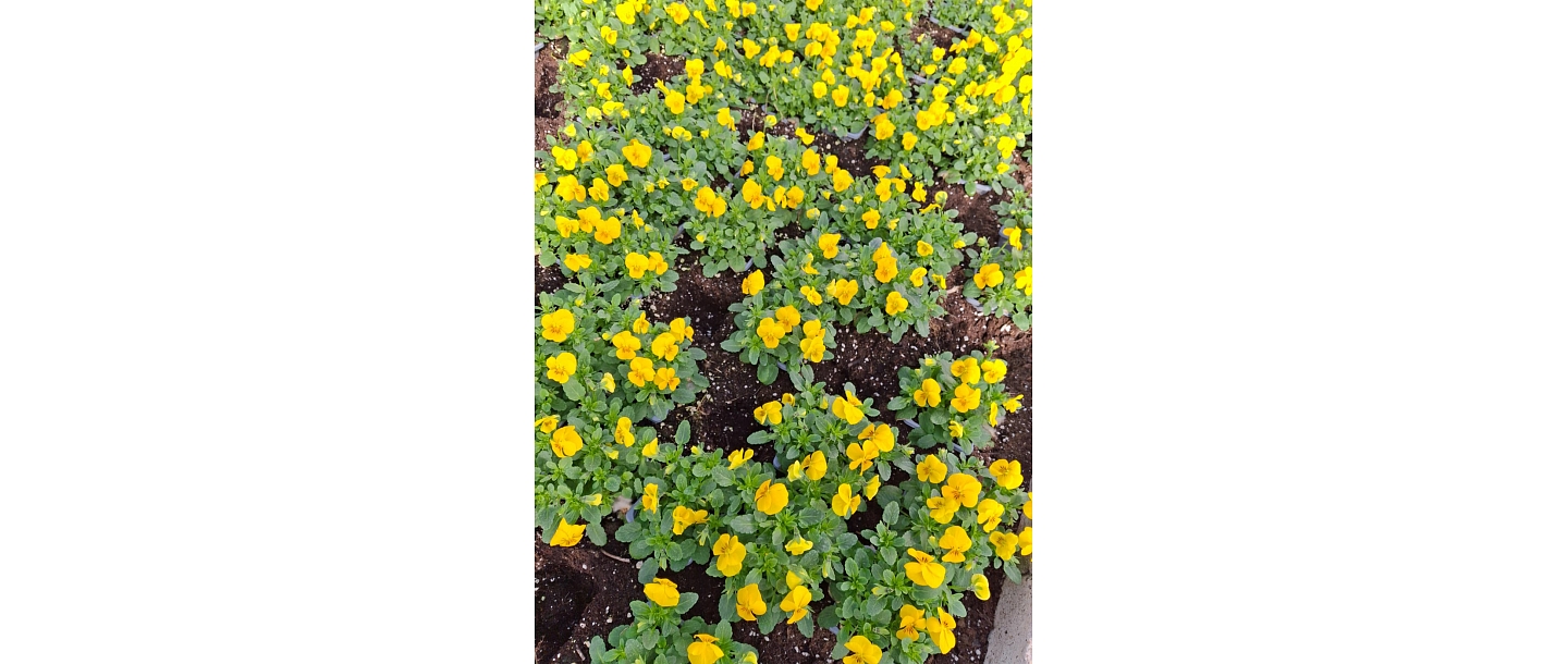 саженцы цветов