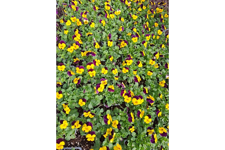 vasaras puķu stādi