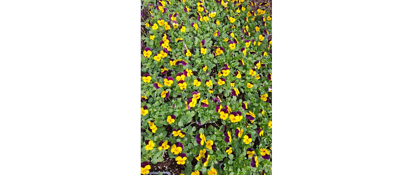 summer flower plants