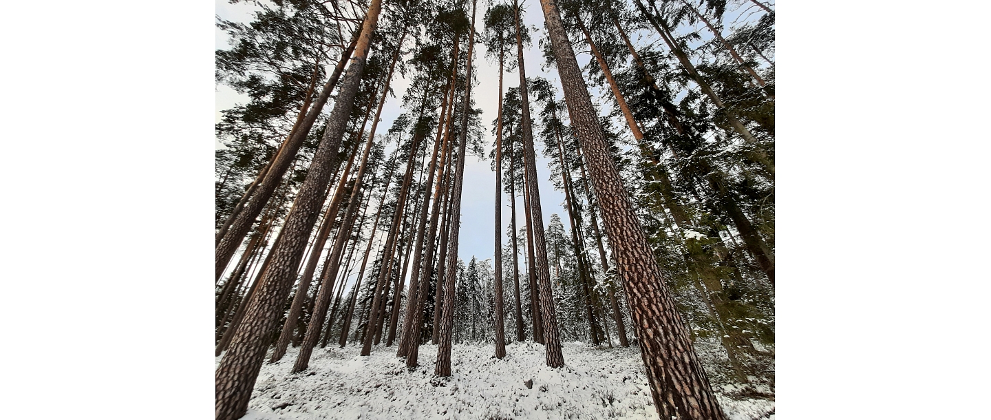 Forestry services, Raivo Bobrov 