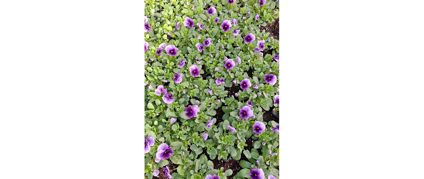 summer flower plants