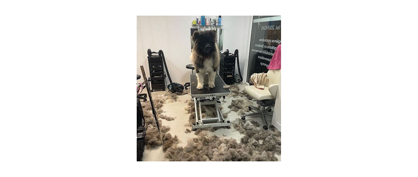 BarberDog, dog and cat hair salon 