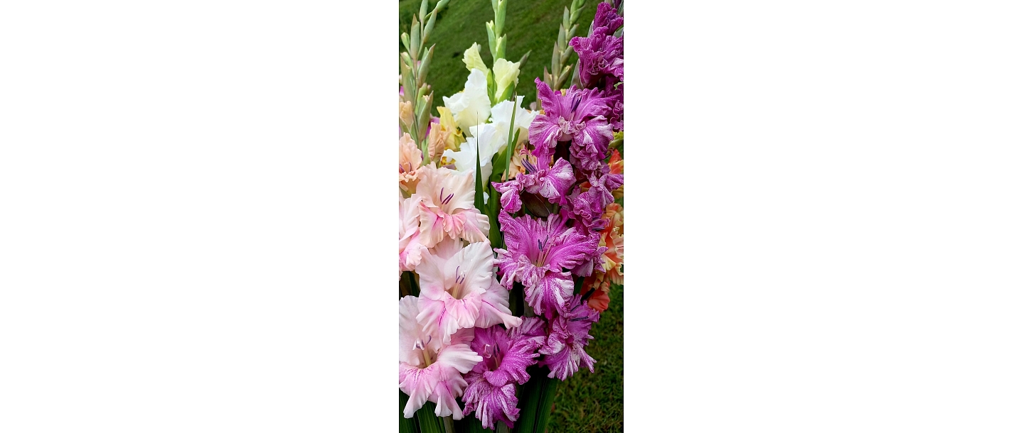 Gladiolas dažādās krāsās