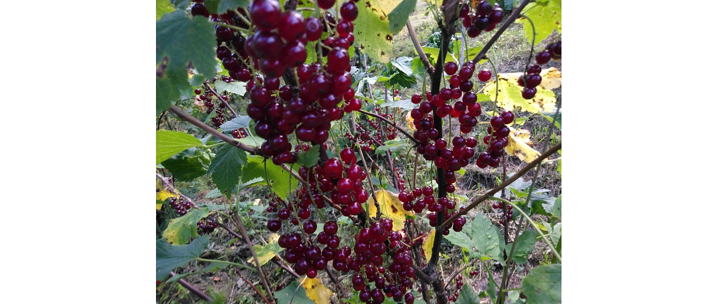 Cherry seedlings