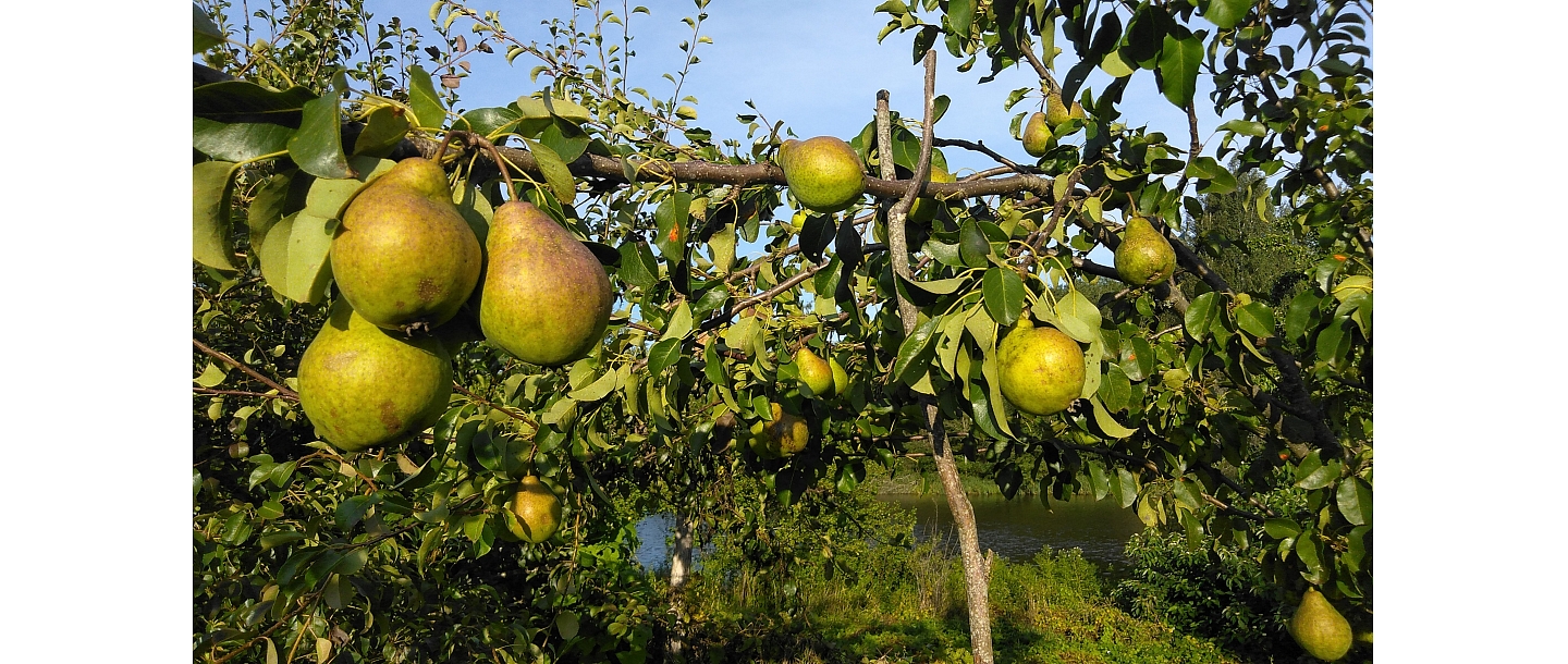 Bumbieri