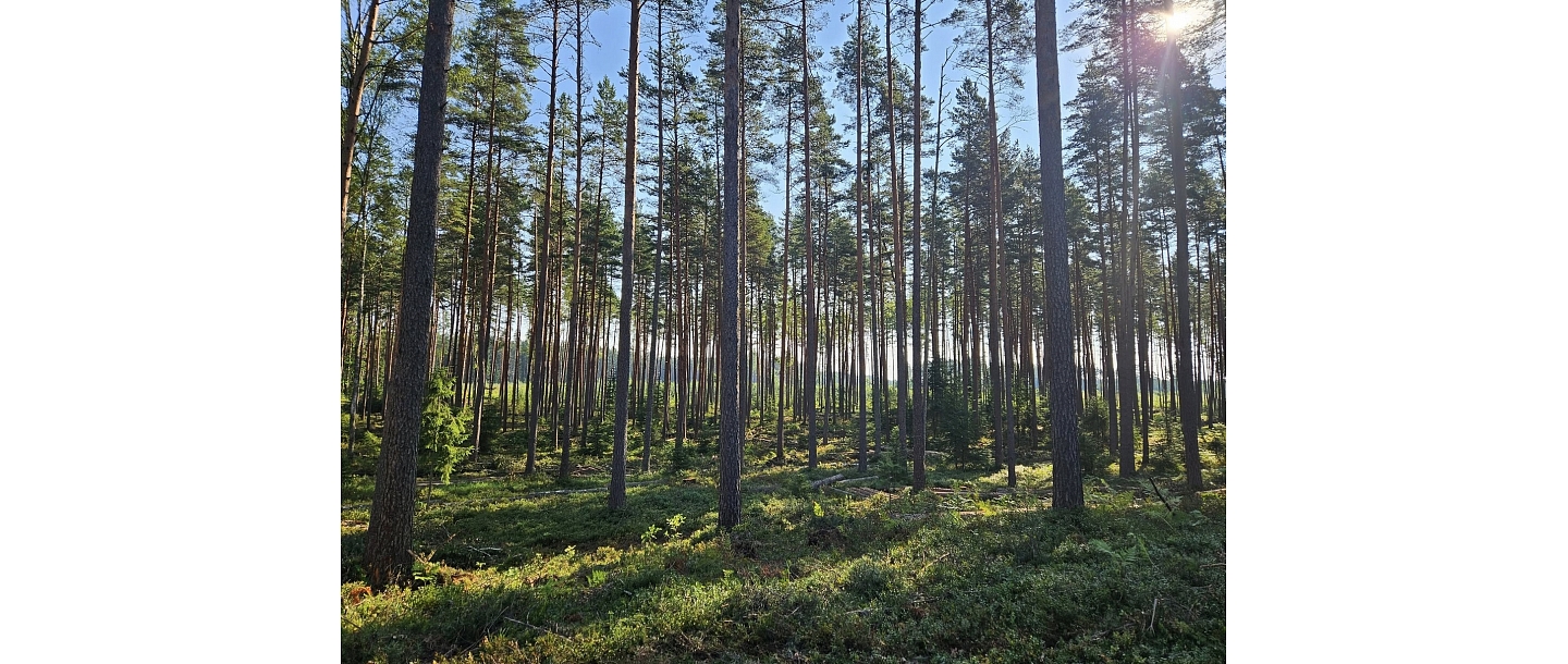 Лесоразработка