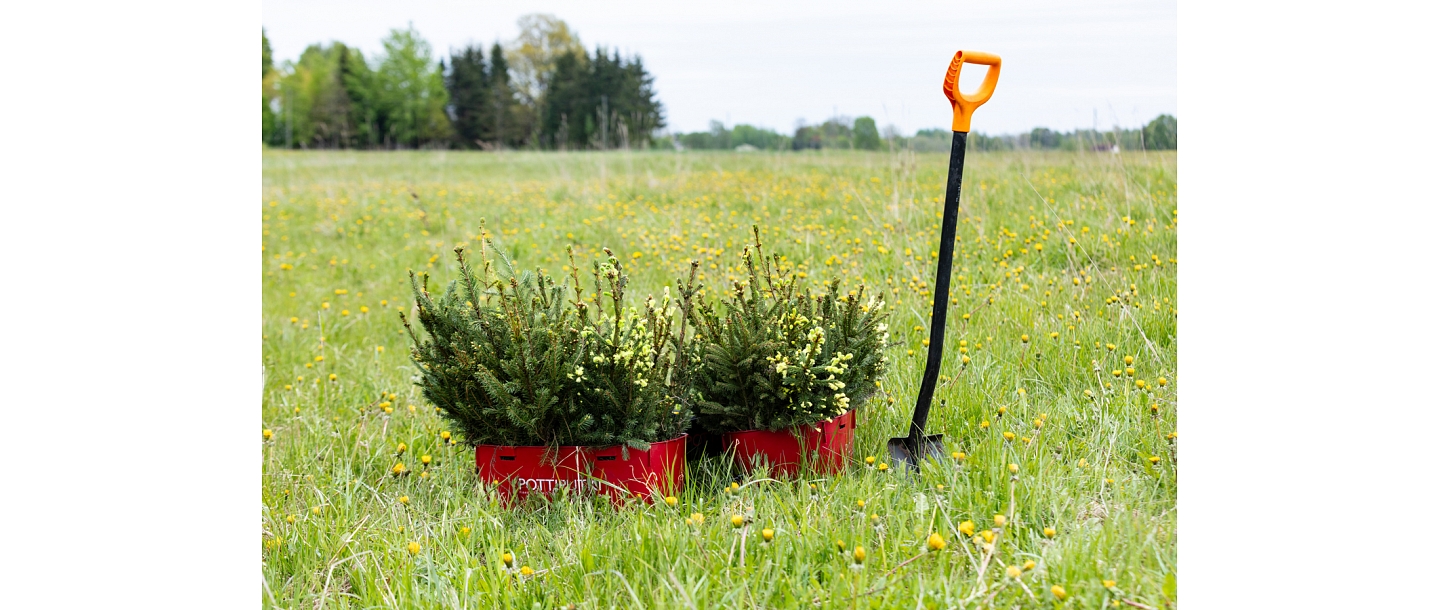 Afforestation