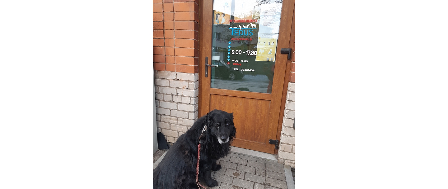 Veterinary clinic in Cesis