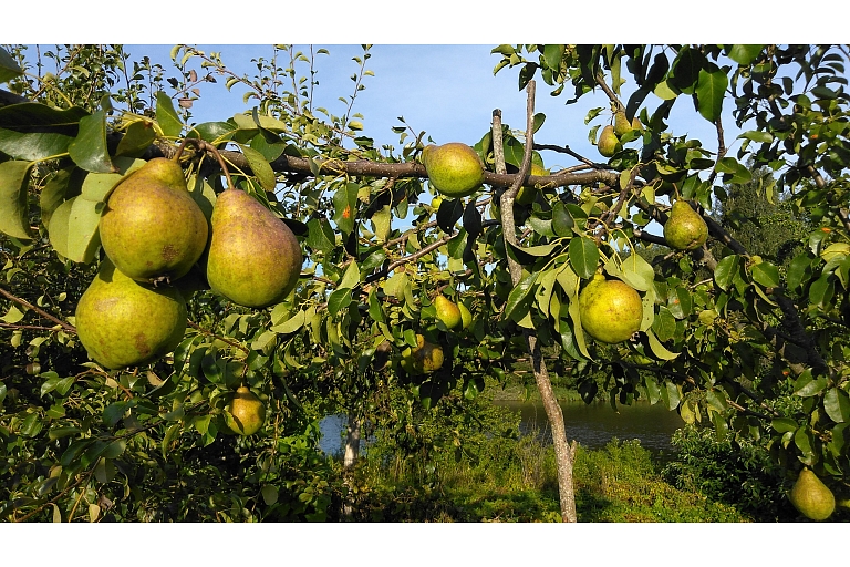 Bumbieri