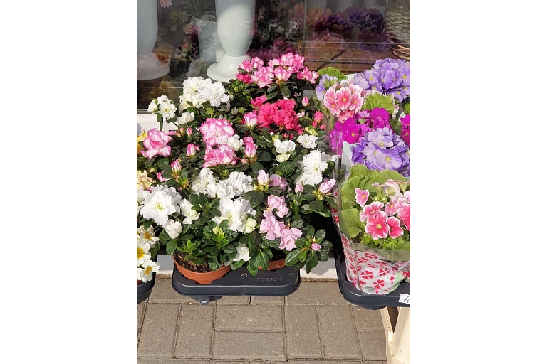 Flower bouquets