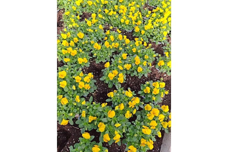 flower plants