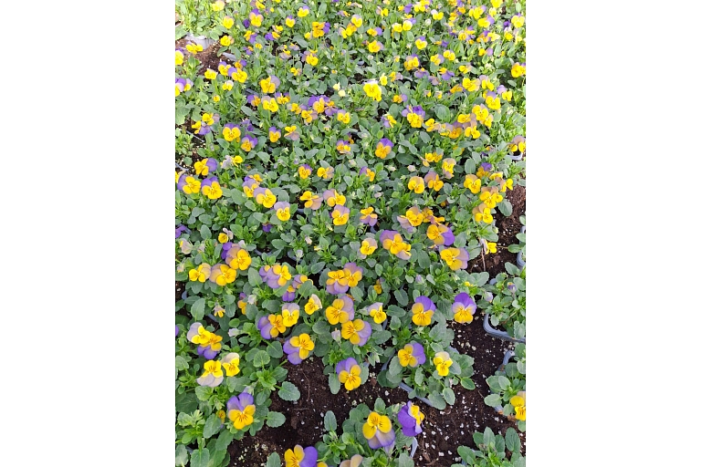 flower plants