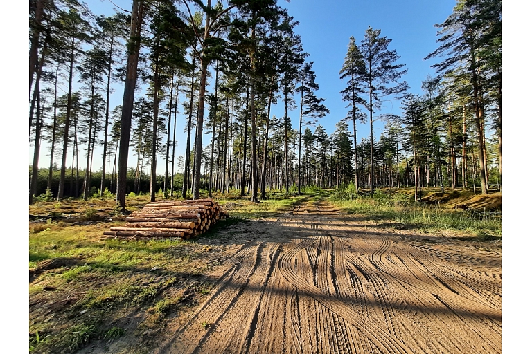 Forest inventory