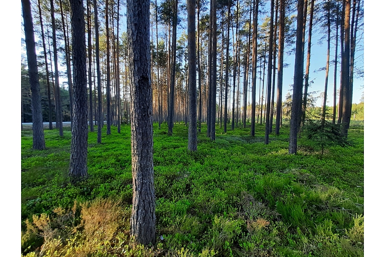 Forestry