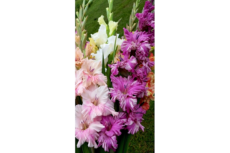 Gladiolas dažādās krāsās