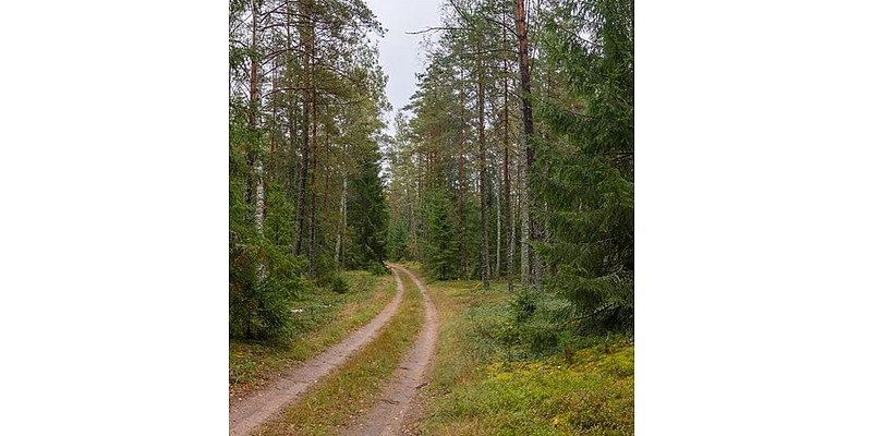 Лесное хозяйство