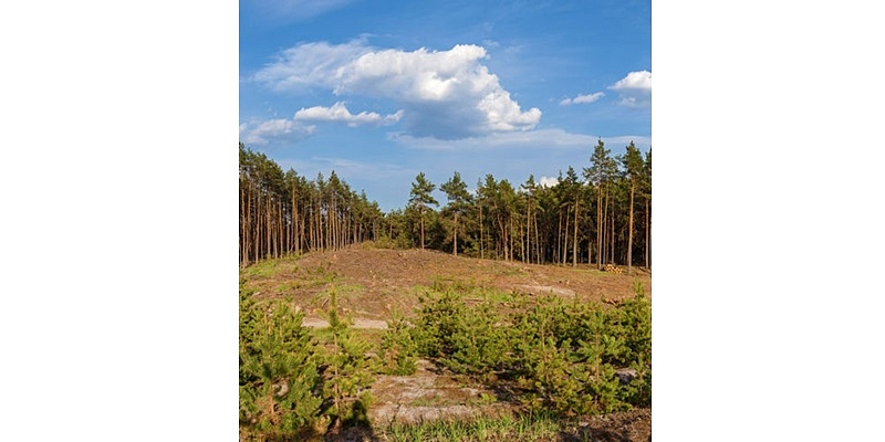 Покупка вырубок