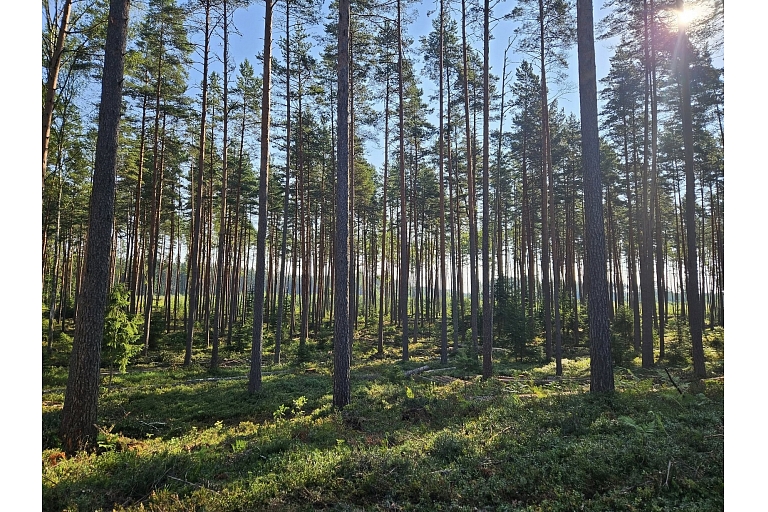 Logging
