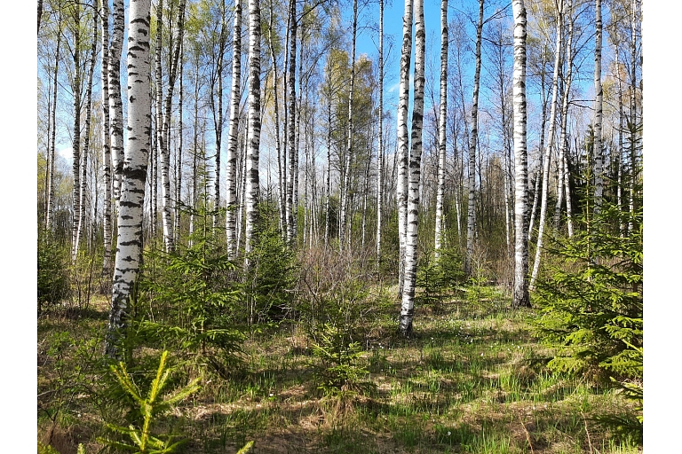 Обхозяйствование леса