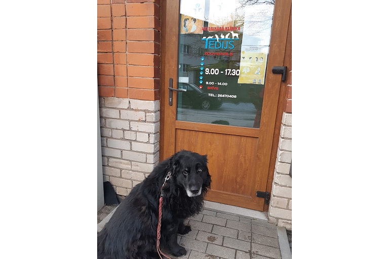 Veterinary clinic in Cesis