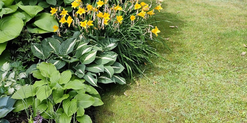 Lawn establishment