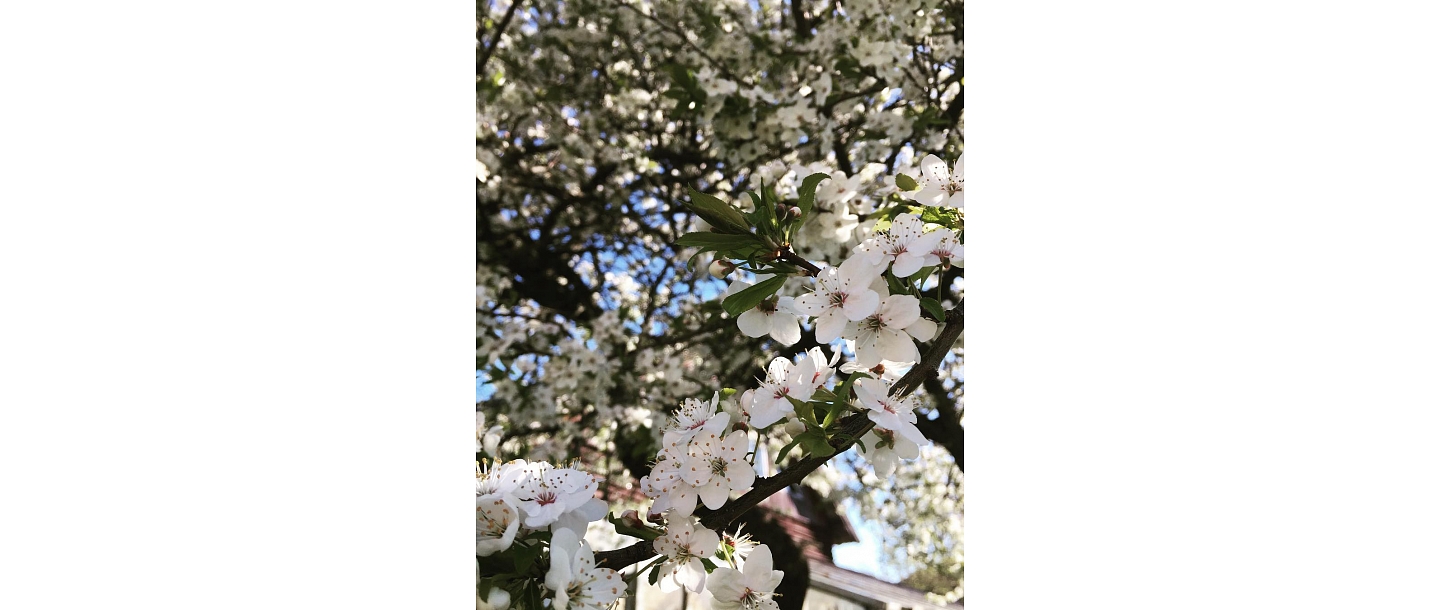 Fruit trees