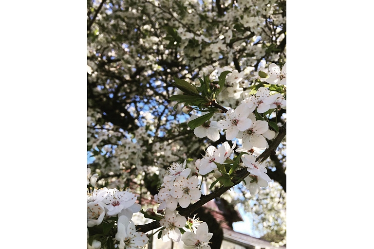 Fruit trees