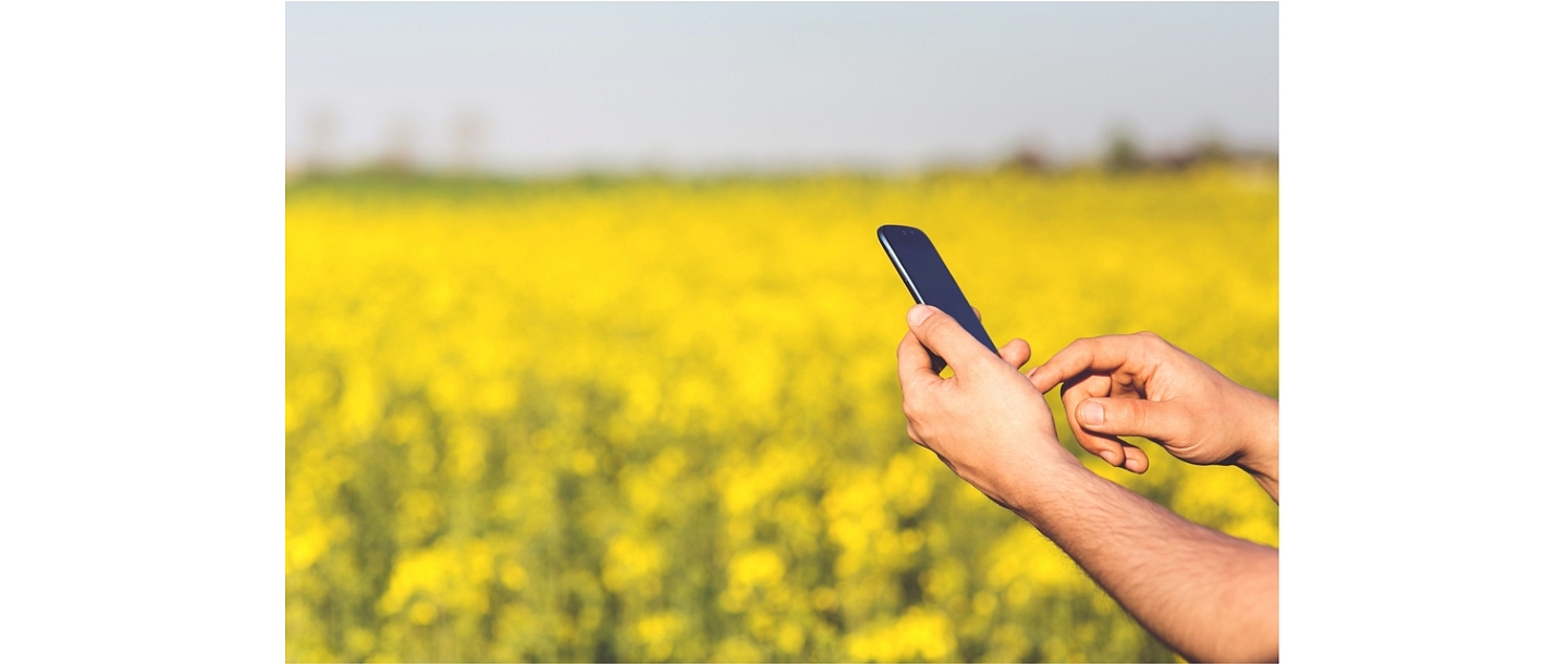 rapeseed in Latvia