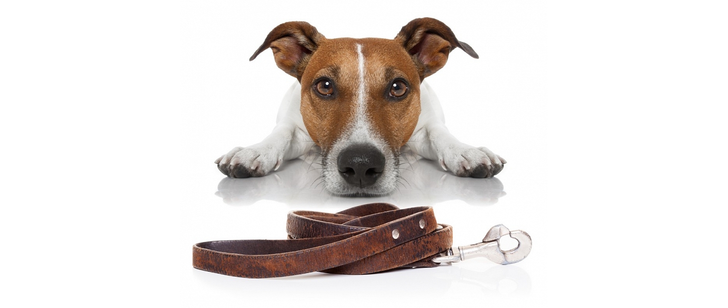 FLEIT dog collars made in Latvia