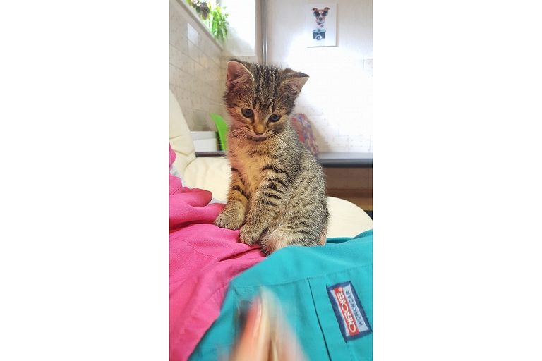 Veterinārie pakalpojum