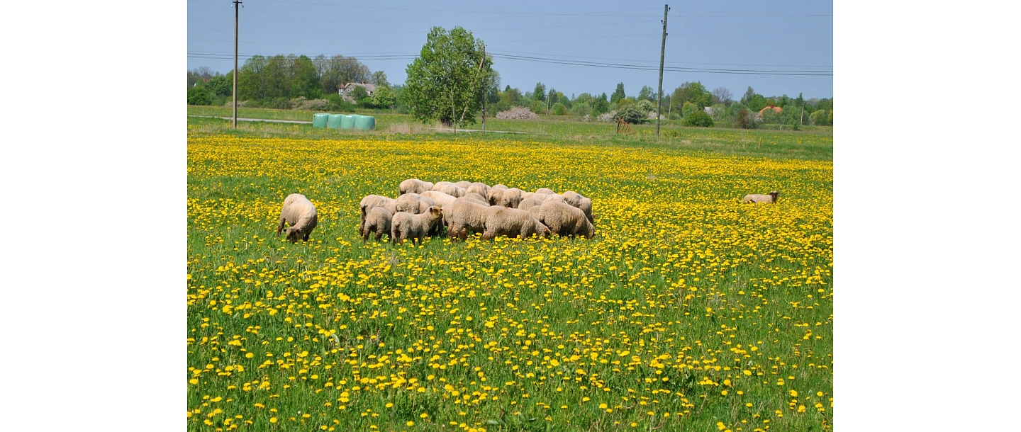 Aitu audzētava Salacgrīvā