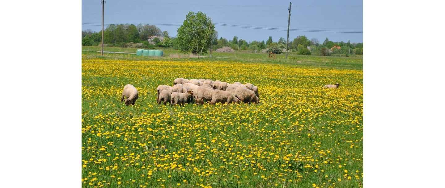 Sheep farm in Salacgriva