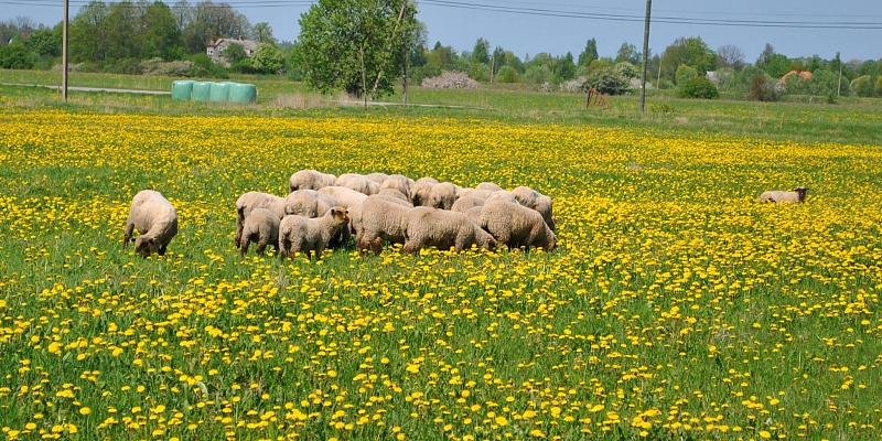 Овцеферма в Салацгриве
