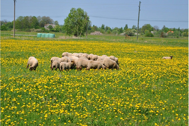 Sheep farm in Salacgriva