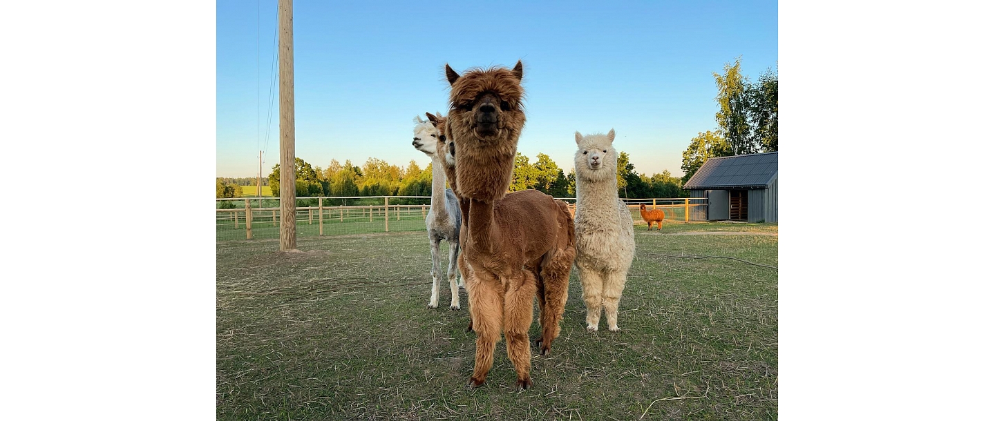 осмотр животных