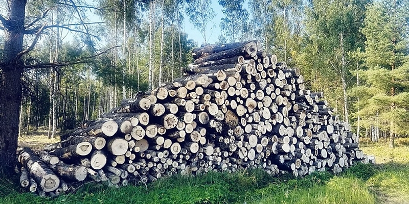 Logging services