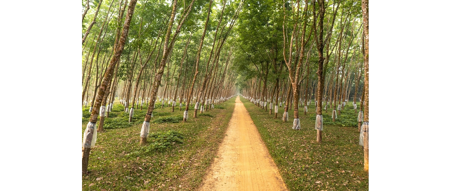 Forest management