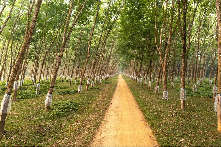 Forest management