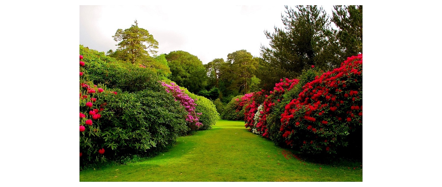 Trees and shrubs